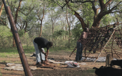 The illegal bushmeat trade: An organised crime